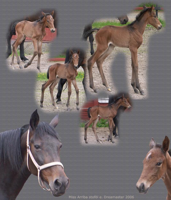 missihop06.jpg
