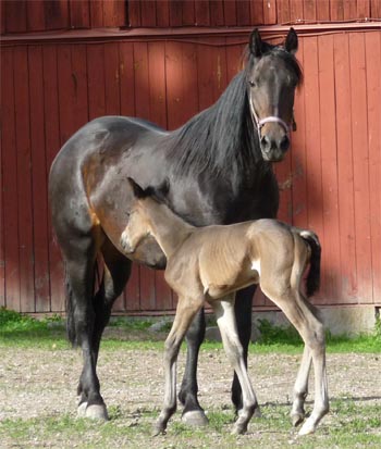 mamma.jpg