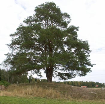 tallen07.jpg