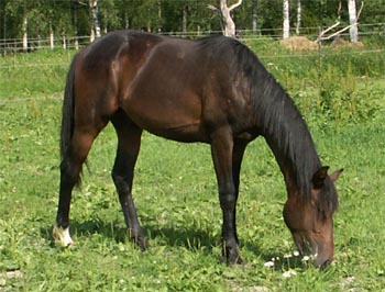 jagsbete07.jpg