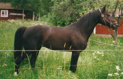 wibbebete022.jpg