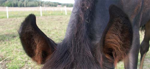 lillnutteoron.jpg