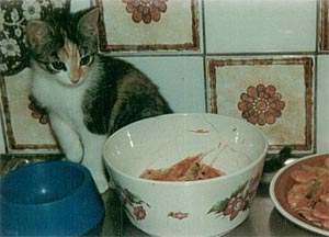 tessy.jpg