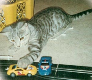 tiger.jpg